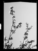 50. Sarpsborg - no-nb digifoto 20160511 00027 NB MIT FNR 04226.jpg