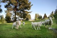 Norsk kvit sau. Foto: Mette Martinsen (2008).