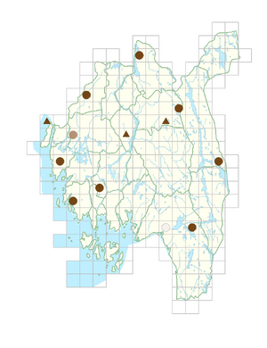 Saxifraga hypnoides.png