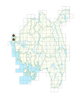 Saxifraga osloensis.png