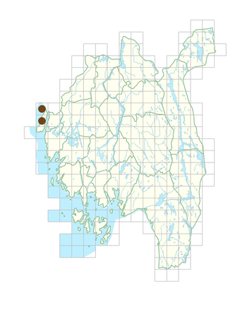 Saxifraga osloensis.png