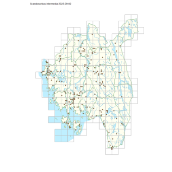 Scandosorbus intermedia 1.png