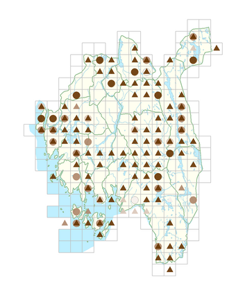 Schoenoplectus lacustris.png