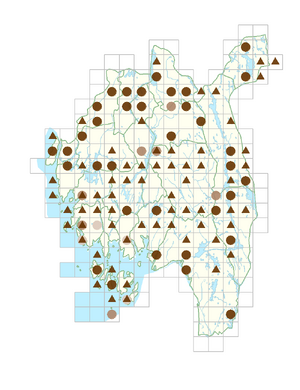 Scleranthus annuus subsp. polycarpos.png