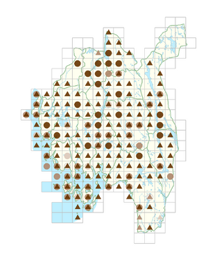 Scleranthus perennis.png