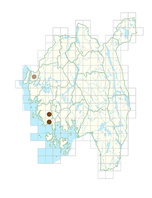 Securigera varia.png