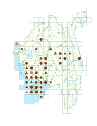 Selinum carvifolium.png