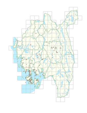 Selinum carvifolium 1.png