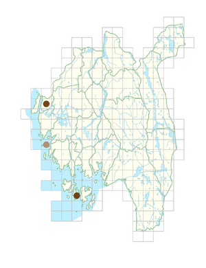 Senecio leucanthemifolius subsp. vernalis.png