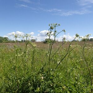 Sibirbjørnekjeks BH.JPG