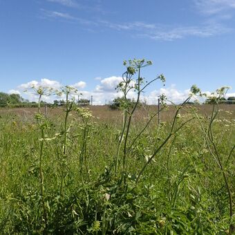 Sibirbjørnekjeks BH.JPG