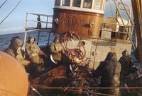 Sildetining, hydraulisk tinar ser ein som eit langt rør over lukekarmen. Mannskapet står på begge sider og strekjer garna over tinaren som ristar så silda dett ut.