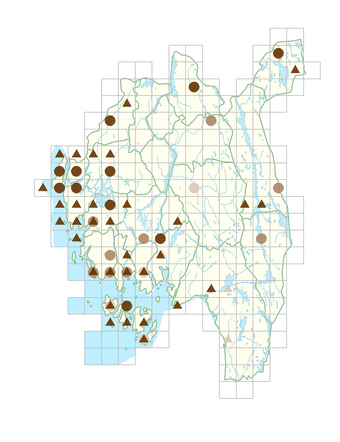 Silene latifolia subsp. alba.png