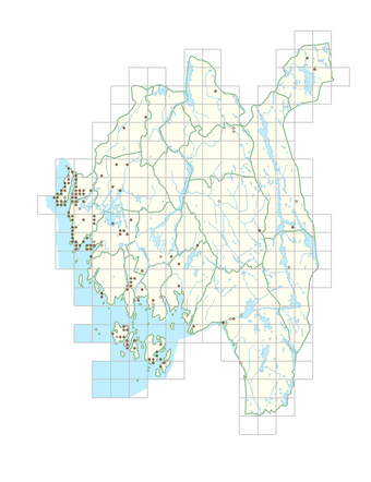 Silene latifolia subsp. alba 1.png