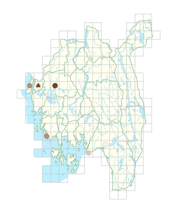 Silene noctiflora.png