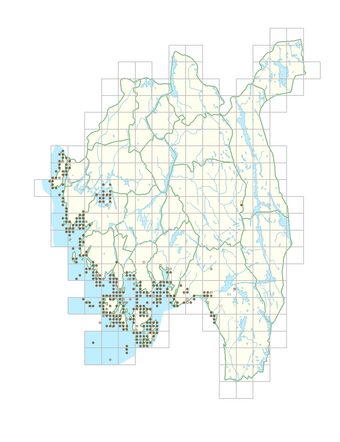 Silene uniflora 1.png