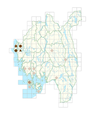 Sisymbrium altissimum.png