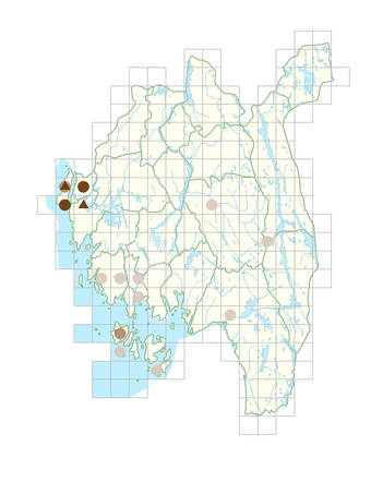 Sisymbrium altissimum.png