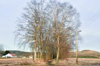 Gammel bjerkeallé til tidligere gård Enggrav. Foto: Roy Olsen (2020).