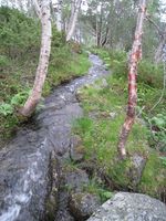 4. Skjaak vassveg 2011 a.jpg