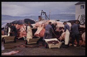 Skjelnan Kvalstasjon