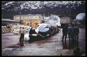 Skjelnan Kvalstasjon