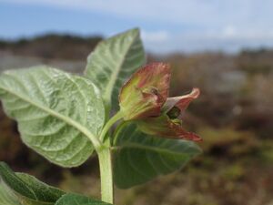 Skjermleddved Lonicera involucrata BH.JPG