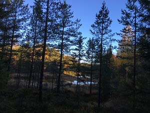 Skog rundt Branestjern på Eiker (be-2022-10-11 IMG 0007).JPG