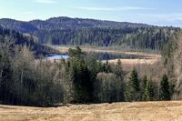 Skogbygda bærer navnet sitt med rette. Breimåsatjern i bakgrunnen. Foto: Leif-Harald Ruud (2024).