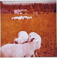 Skoglund med sauer og ukjent person på jordet. Foto: Ukjent