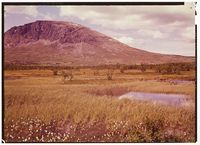 36. Skogshorn. - no-nb digifoto 20160512 00097 NB NKF P 04 08 029.jpg