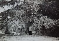 Skreppåsgrana, Furnes 1957. Elida Andreassen, Andreas Andreassen. Foto: Annar Westlie