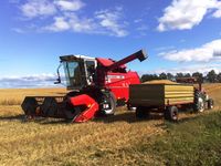 42. Skurtresking Haug 2011.jpg