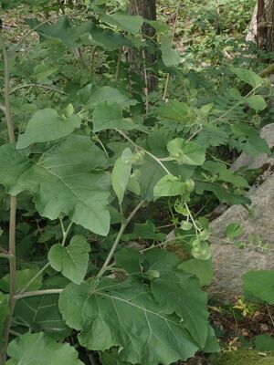 Skyggeborre Arctium nemorosum BH.JPG