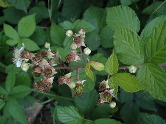 Slesvikbjørnebær BH.JPG