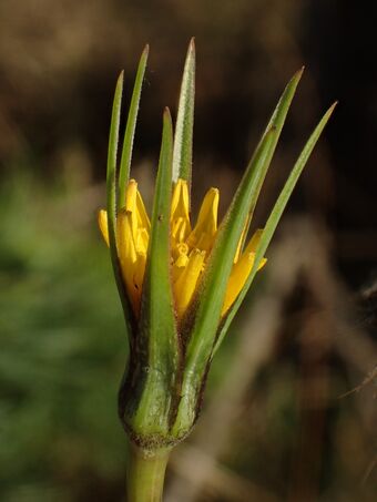 Smågeitskjegg Tragopogon pratensis minor BH.JPG