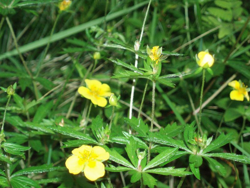 Fil:Smoerblomster.JPG