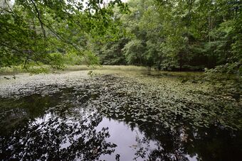 Sokkadammen ligger rett på østsiden av veien opp mot Bårsrudtjernet. Dammen er en oppdemming av Sokkabekken som går fra Bårsrudtjernet til Nærsnesbukta. (Foto: Victor Iversen 2021)