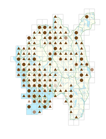 Solanum dulcamara.png