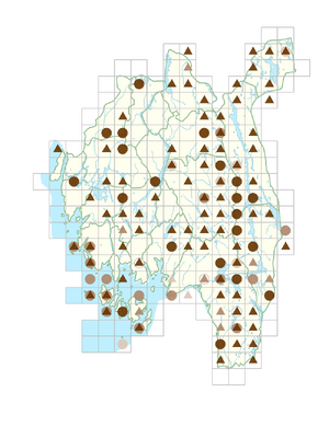 Sparganium angustifolium.png