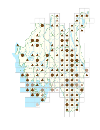 Sparganium angustifolium.png