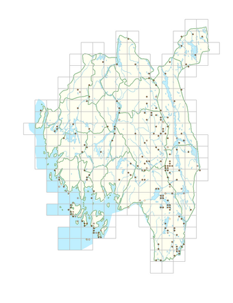 Sparganium angustifolium 1.png