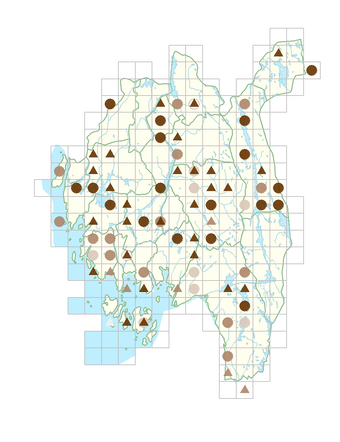 Sparganium emersum.png