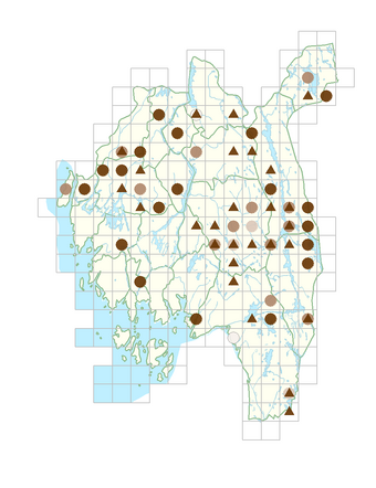 Sparganium glomeratum.png