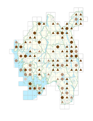 Sparganium natans.png