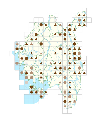 Sparganium natans.png