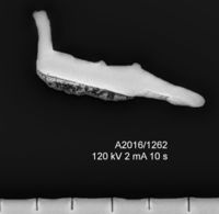 Fragment av korsformet spenne fra folkevandringstida, funnet 2016.