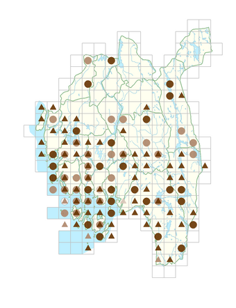 Spergula morisonii.png