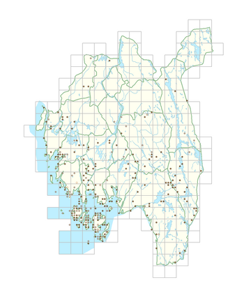 Spergula morisonii 1.png