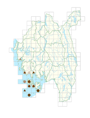 Spergularia media.png